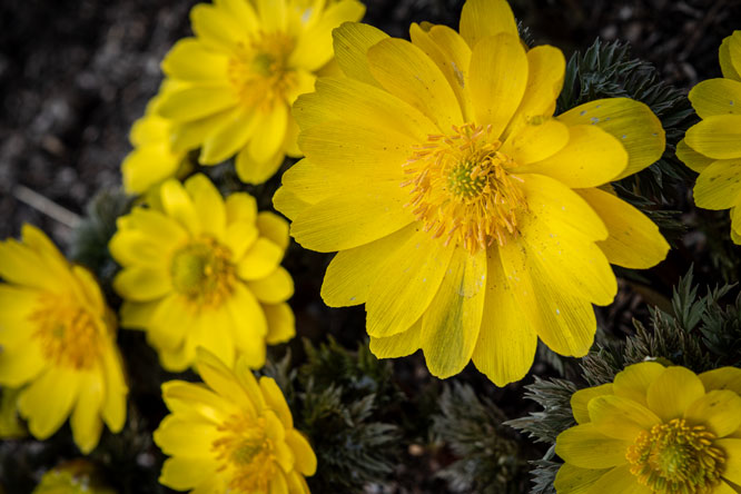 カレンジュラ(キンセンカ)’コーヒークリーム’