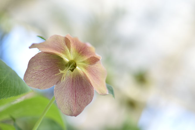 クリスマスローズ