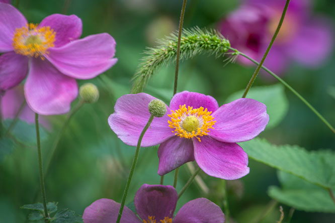 シュウメイギク