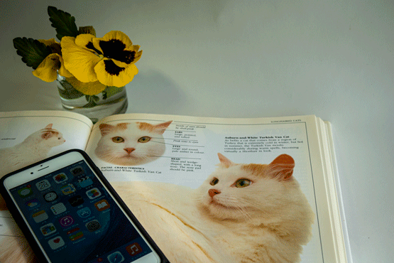 ブログのイメージ画像