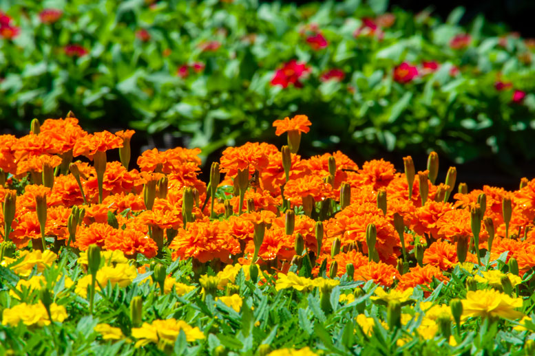 マリーゴールド