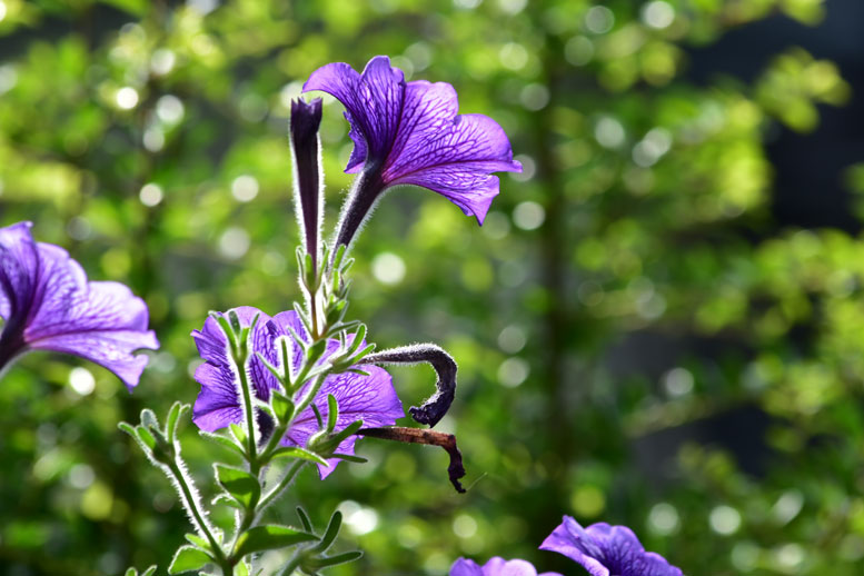 ペチュニア（衝羽根朝顔）