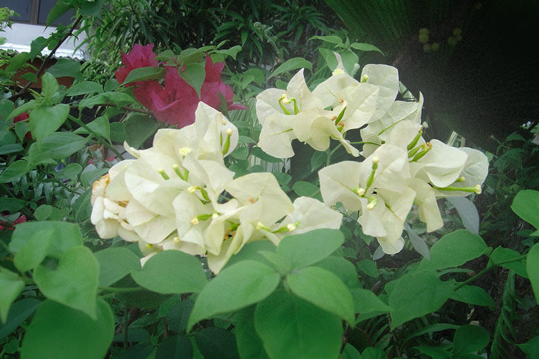 ブーゲンビリア