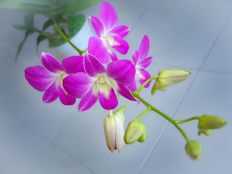 デンドロビウム
