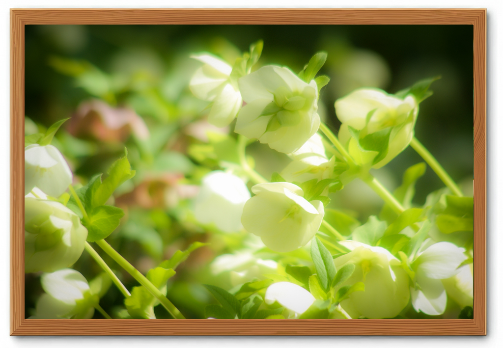 クリスマスローズ