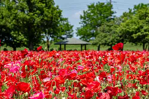 ポピー