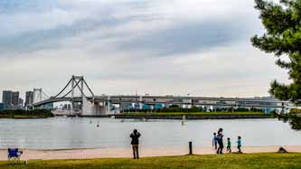 ハイビスカス