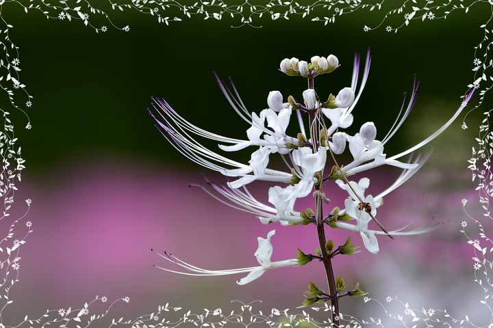 花