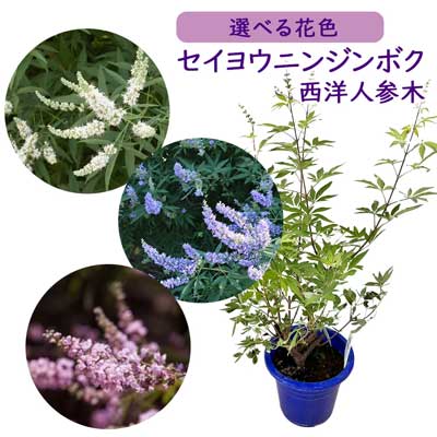 はな