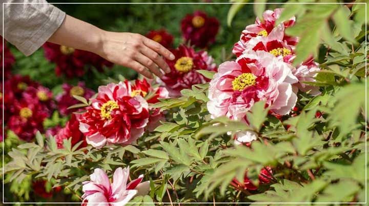 ボタンの花