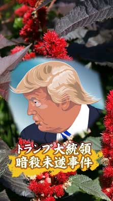 トランプ