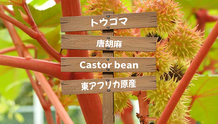 トウゴマ