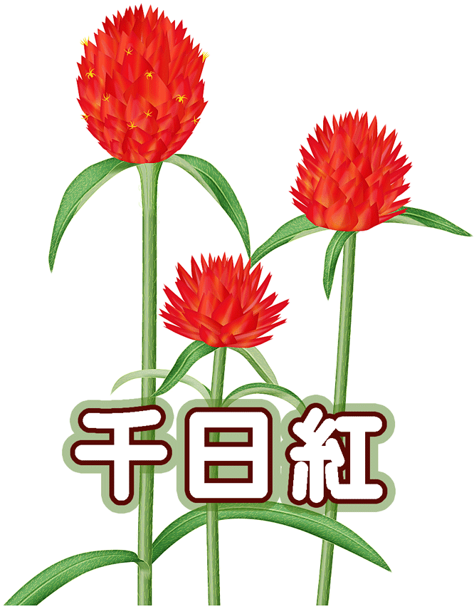 センニチコウ