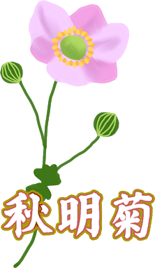 シュウメイギク
