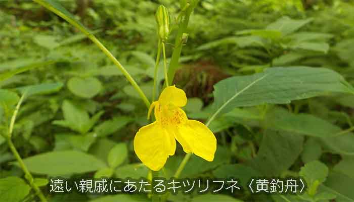 インパチェンス