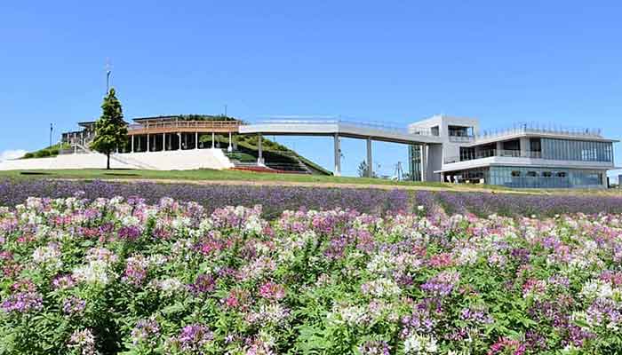 淡路の花