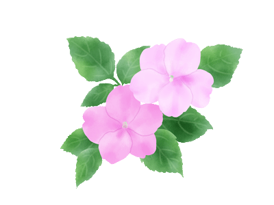 インパチェンス
